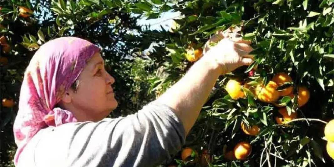 Tescilli üründe rekolte düştü! 3 bin tonun altında hasat tamamlanacak: Bahçede 20 TL’den markette 100 TL’den satılacak 4